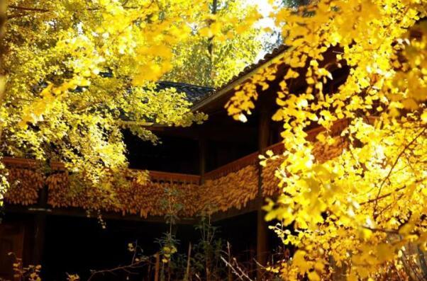 在最美的季节遇见你 JBO竞博“上山下海”体验行